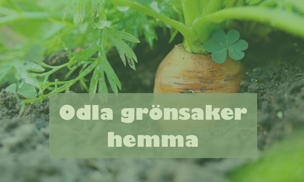 Odla grönsaker hemma